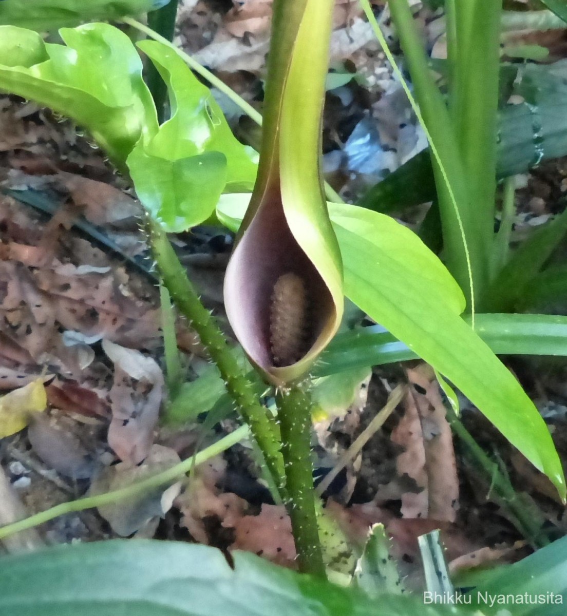 Lasia spinosa (L.) Thwaites